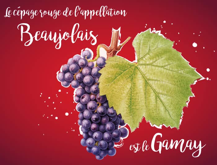 Le Gamay est le cépage rouge du Beaujolais